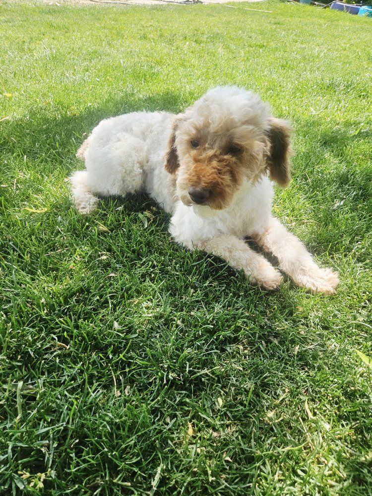 Female Mini Poodle - Health tested