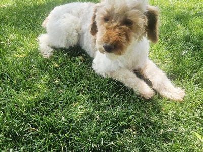 Female Mini Poodle - Health tested