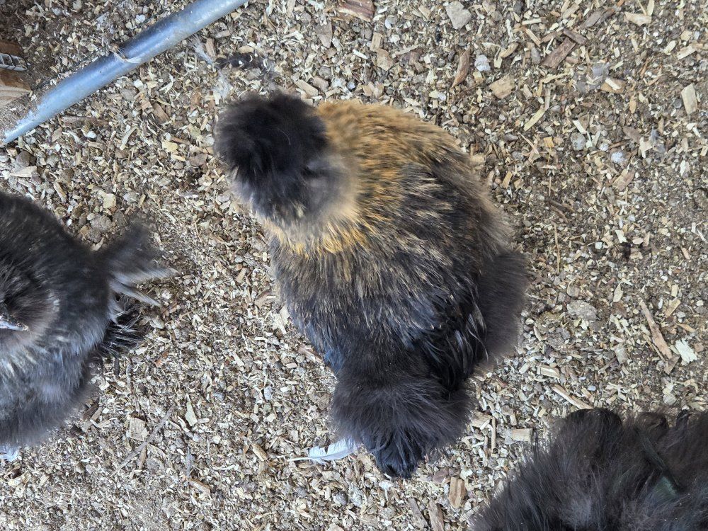 Breeding set of partridge Silkies