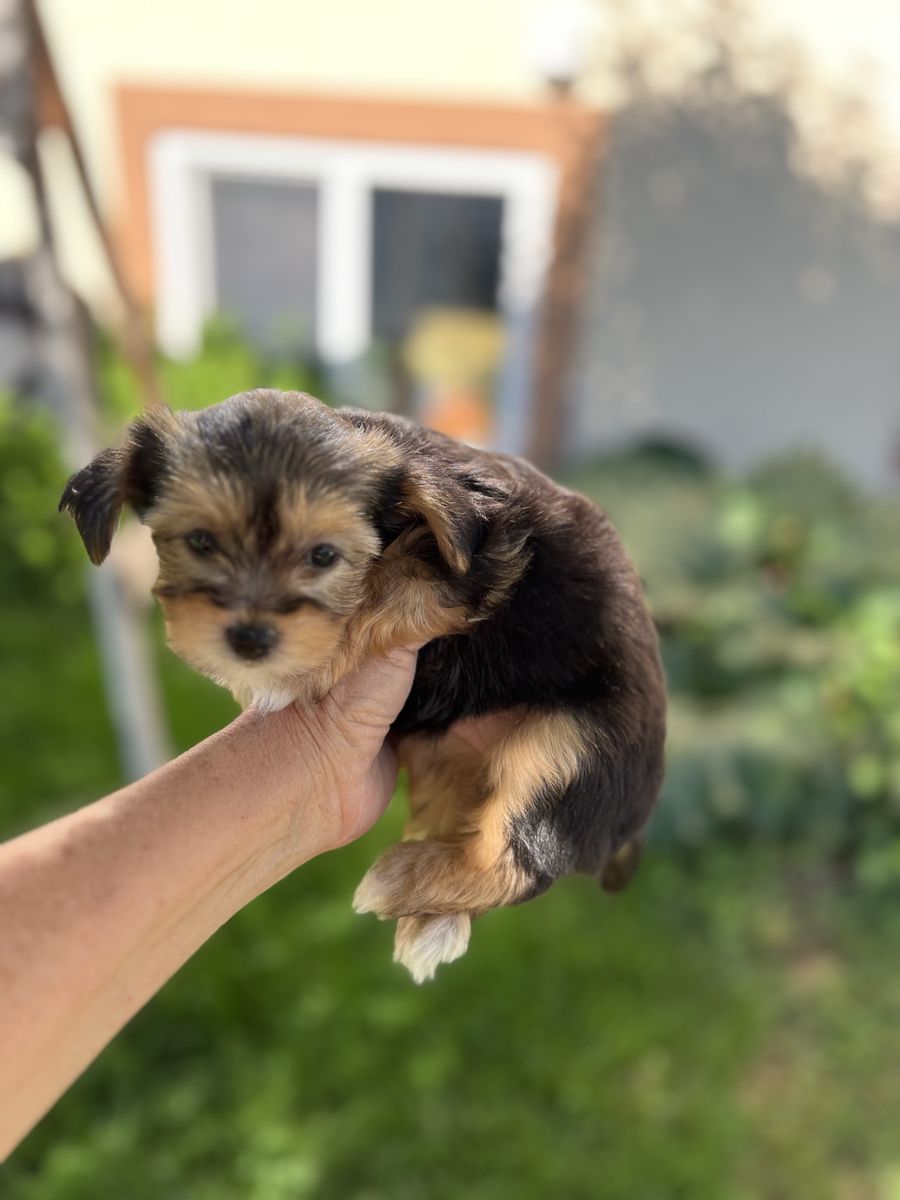Morkie puppy Maltese Yorkie