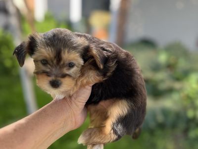 Morkie puppy Maltese Yorkie