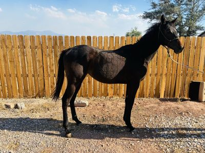 Beautiful Dark Bay Horse - Unregistered Mare, 1 Year Old, Currently 13.2 Hands