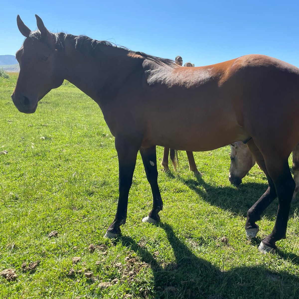AQHA 2016 Bay Gelding