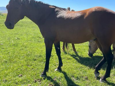 AQHA 2016 Bay Gelding