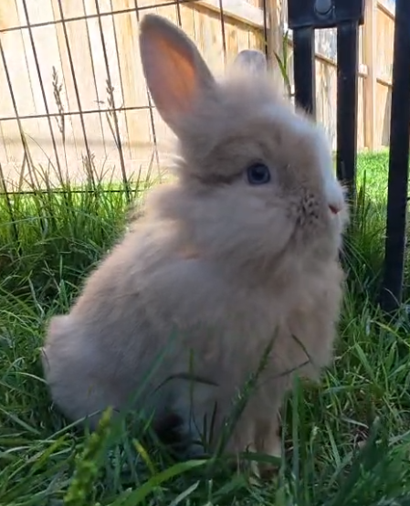 SPRING BUNNIES