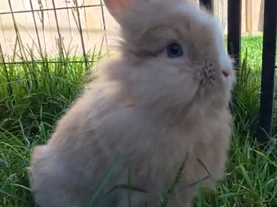 SPRING BUNNIES