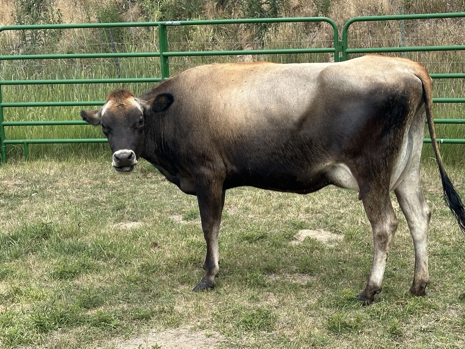 Jersey Cow, Milking, Young, Healthy