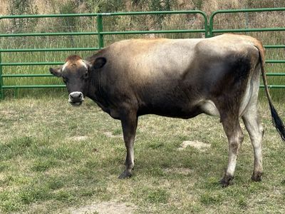 Jersey Cow, Milking, Young, Healthy
