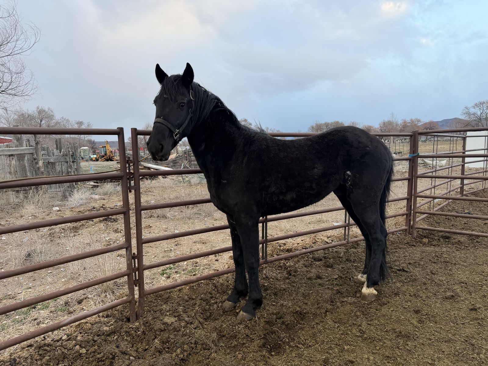 3 Year Old Grade Gelding
