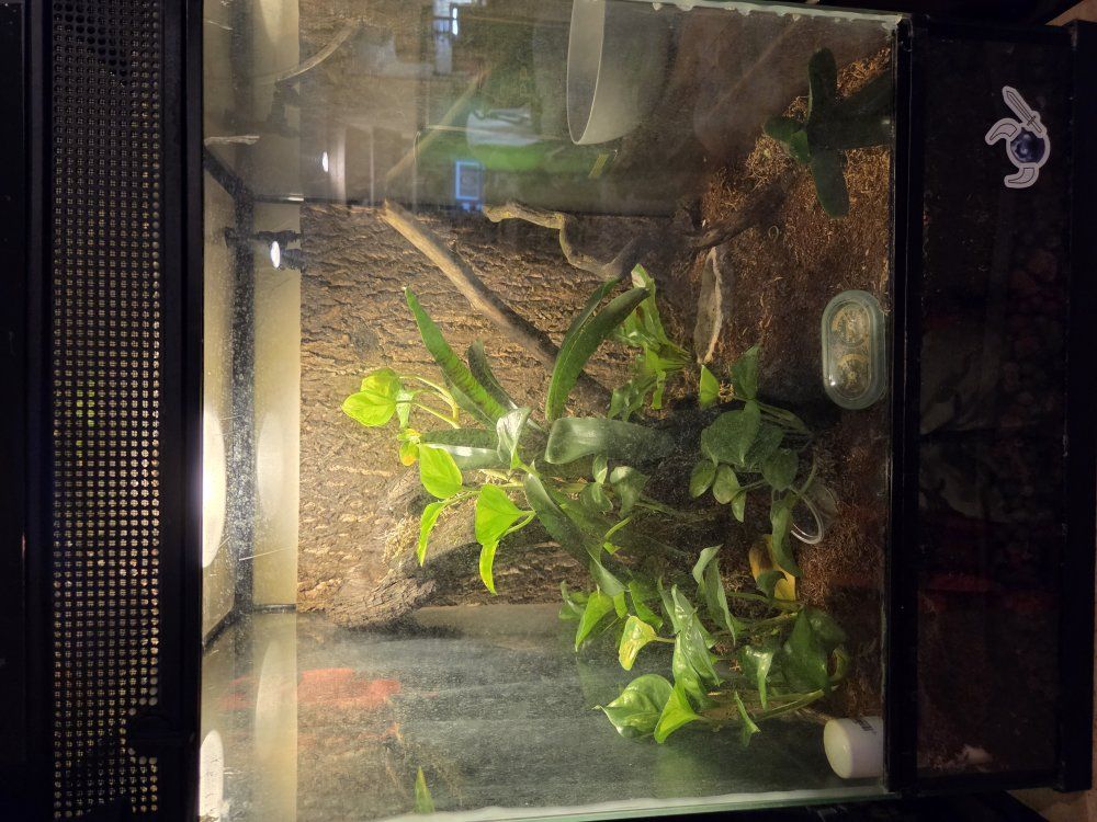 2 crested geckos, tanks, supplies