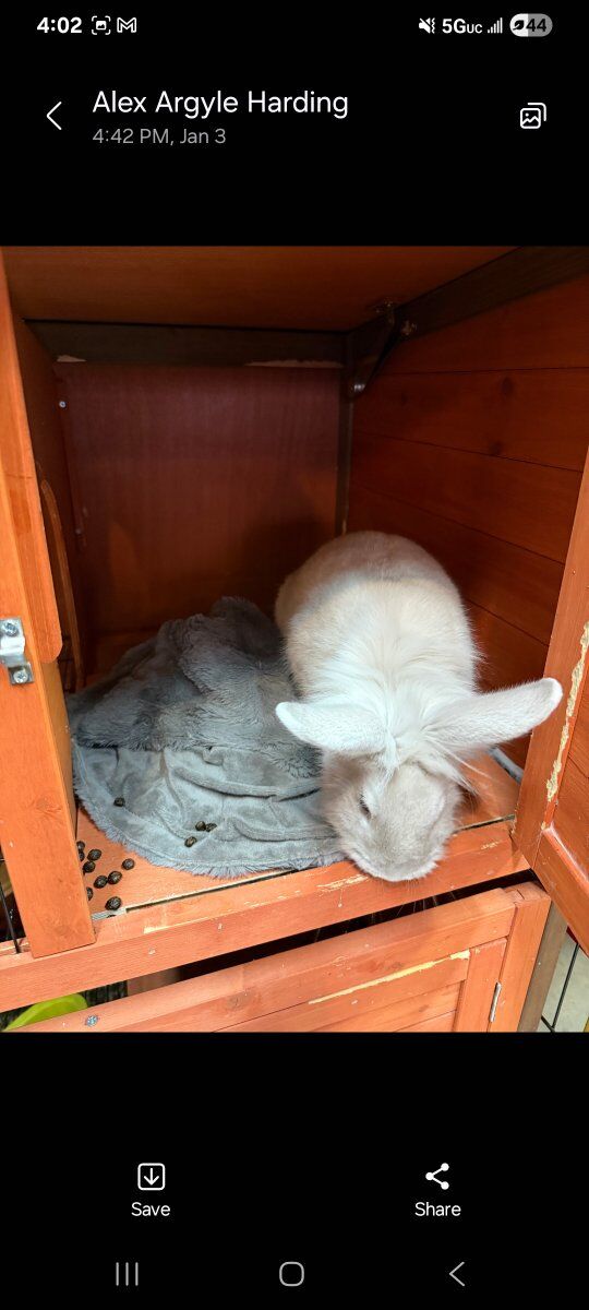sweet lionhead bunny and pen/cage, everything!
