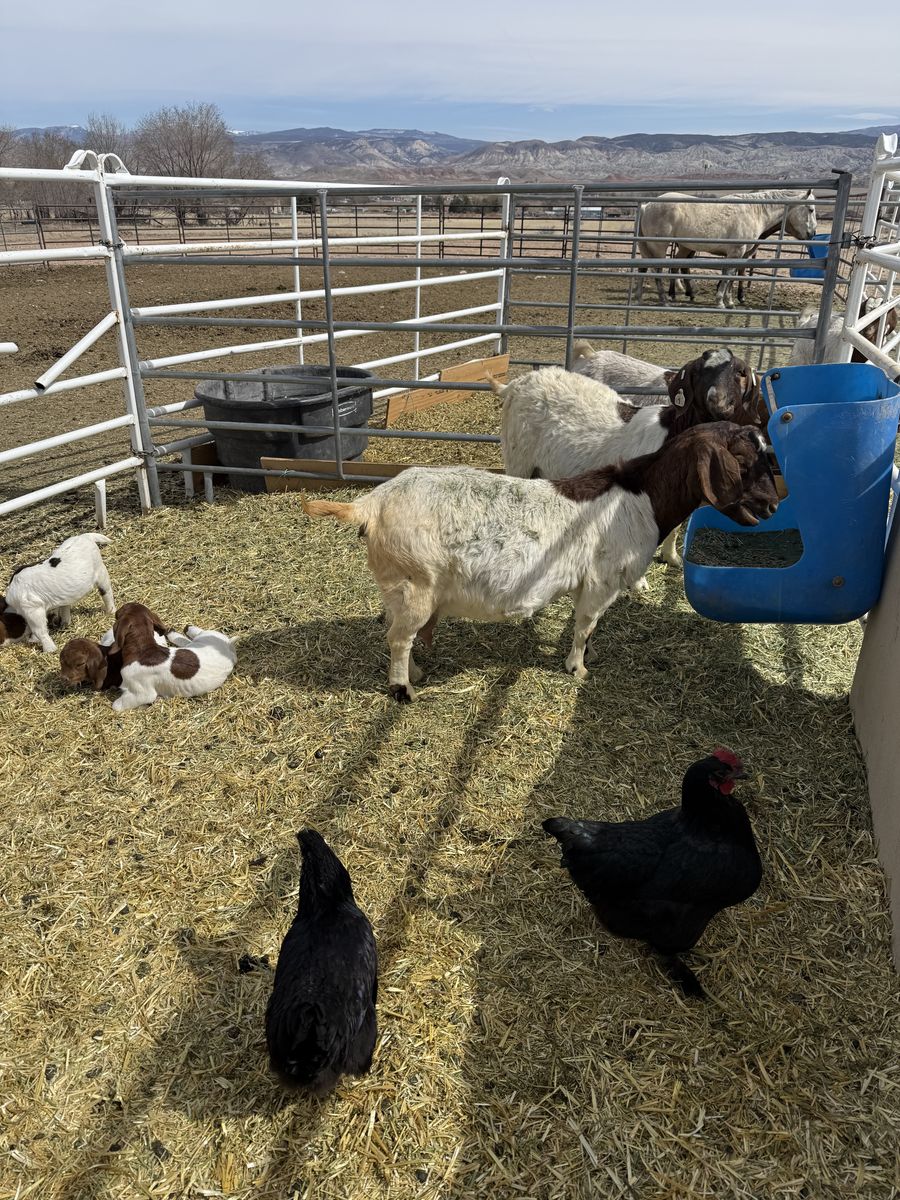 Boer Show Goats (6 Goats)