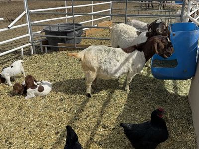 Boer Show Goats (6 Goats)