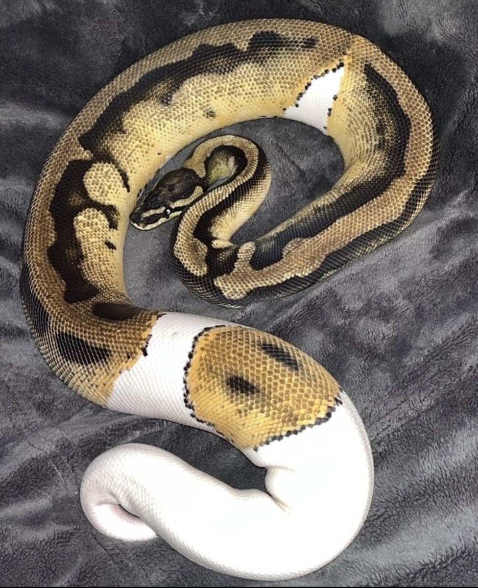 Female Orange Dream Pied Ball Python