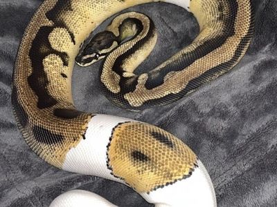Female Orange Dream Pied Ball Python
