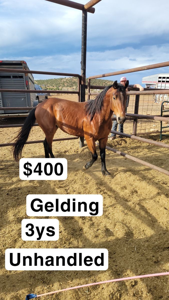 3 yr old gelding