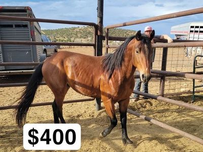 3 yr old gelding