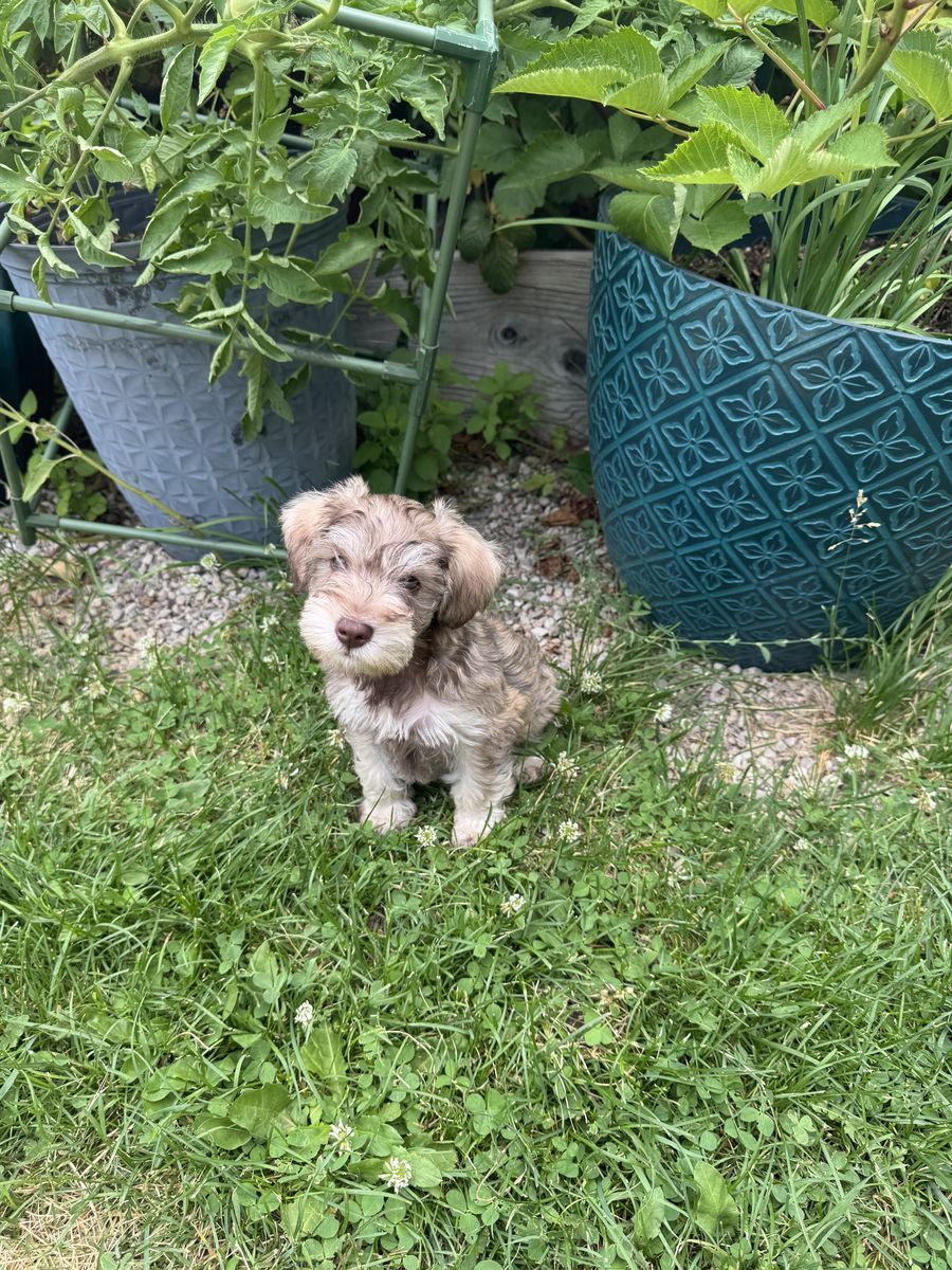 Adorable pure bred miniature schnauzer puppies!