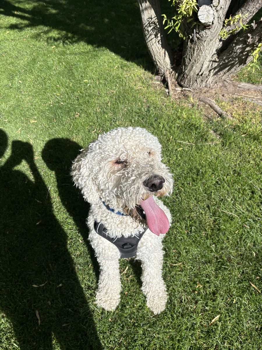 Labradoodle for sale