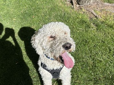 Labradoodle for sale