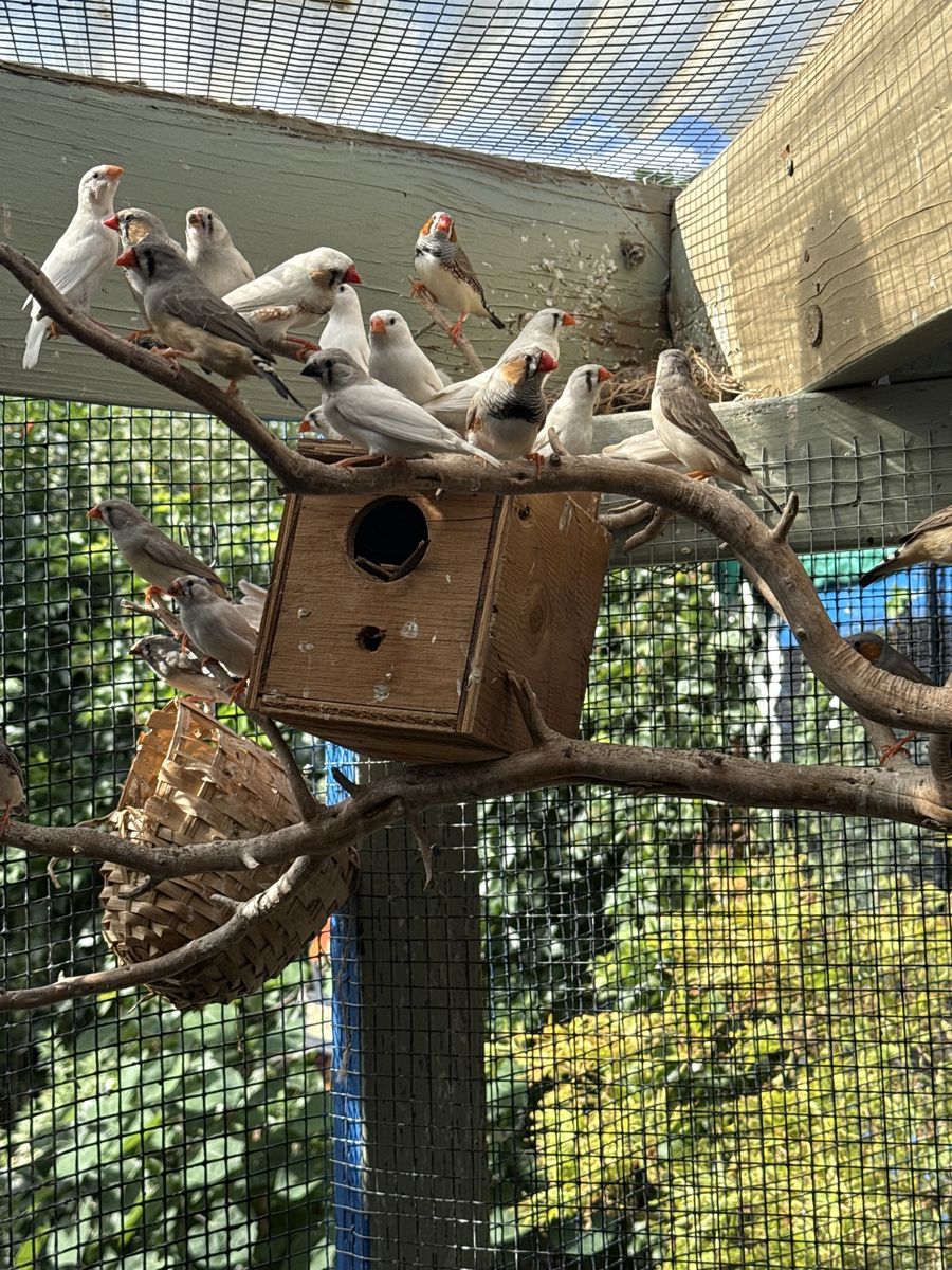 Zebra Finches