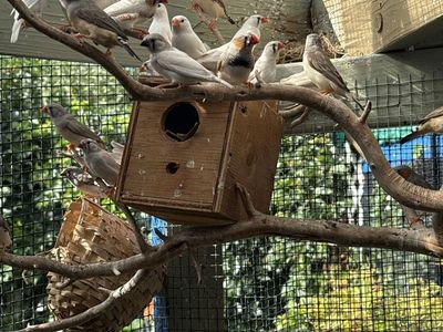 Zebra Finches