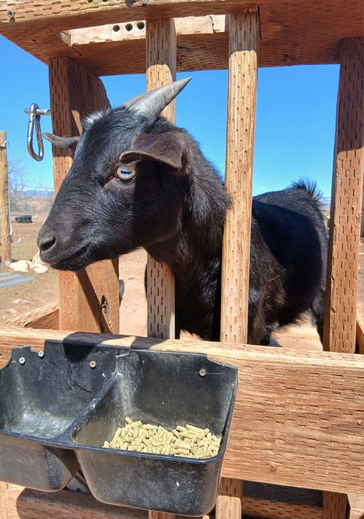 Nigerian Dwarf/Mini Nubian Doe
