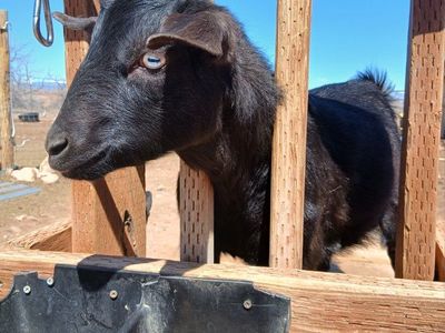 Nigerian Dwarf/Mini Nubian Doe