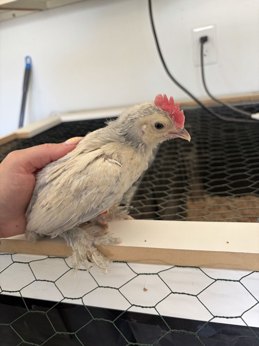 Porcelain D’Uccle Bantam Cockerel Rooster
