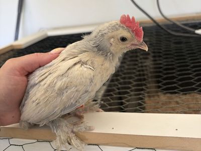Porcelain D’Uccle Bantam Cockerel