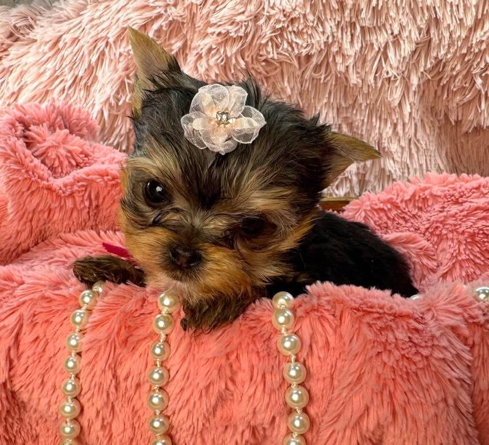 Purebred Yorkshire Terrier (Yorkie) puppies - Perfect Yorkie Easter Basket Stuffers