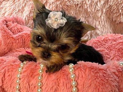 Purebred Yorkshire Terrier (Yorkie) puppies - Perfect Yorkie Easter Basket Stuffers