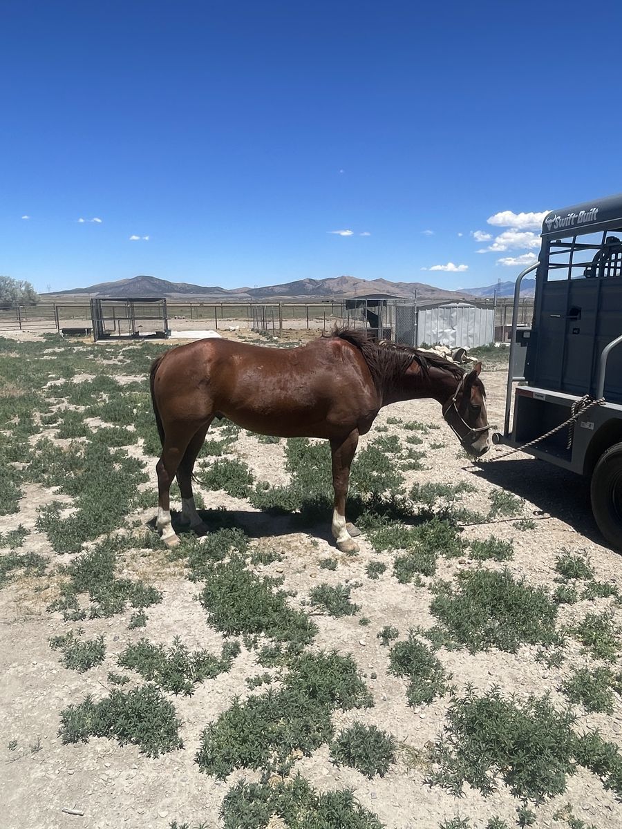 2016 AQHA gelding