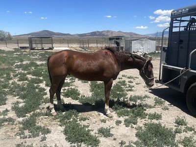 2016 AQHA gelding