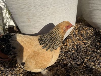 Bantam Buff Brahma hens