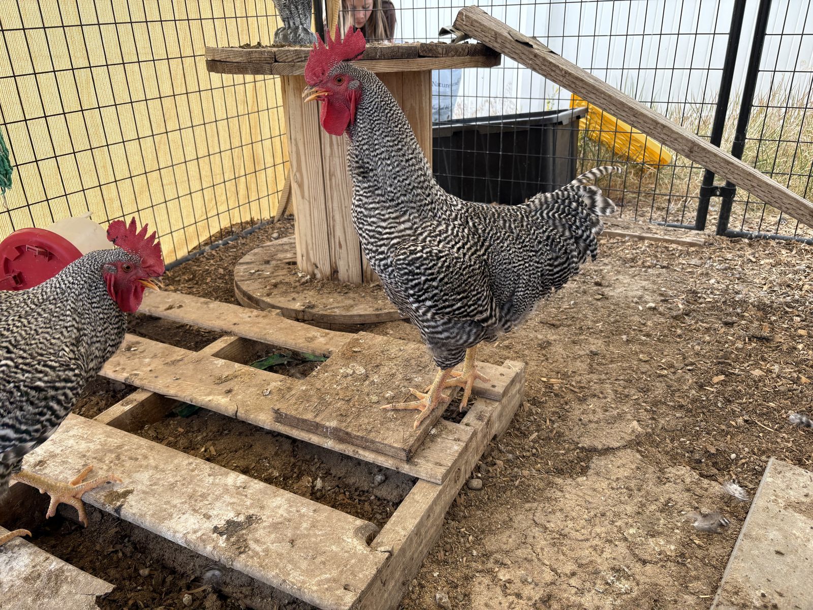Plymouth Rock Roosters