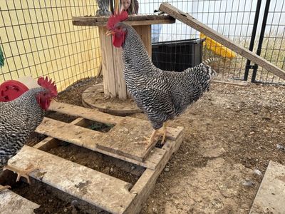 Plymouth Rock Roosters