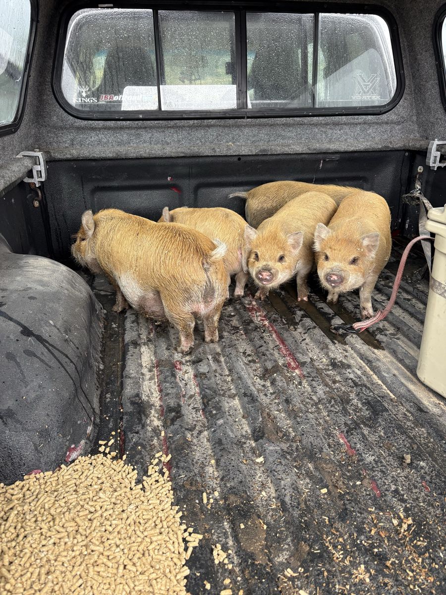 Kune kune piglets