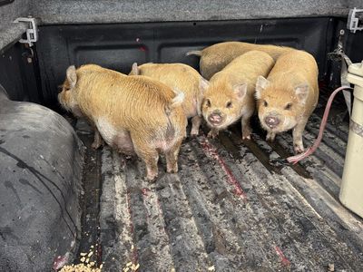 Kune kune piglets