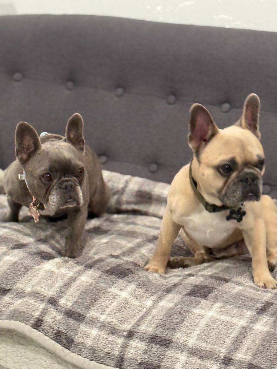 Adorable French Bulldog Puppies - Male & Female, Blue & Fawn - Rehoming