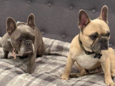 Adorable French Bulldog Puppies - Male & Female, Blue & Fawn - Rehoming