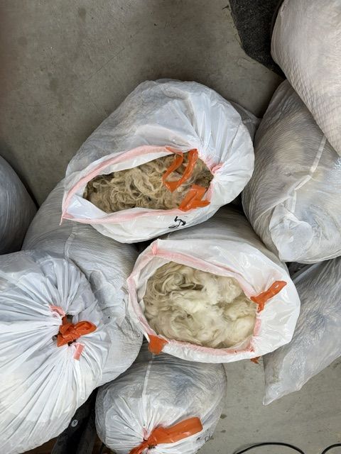 Sheep wool/fleece raw sheering-great for home spinners!  White, beautiful curls.