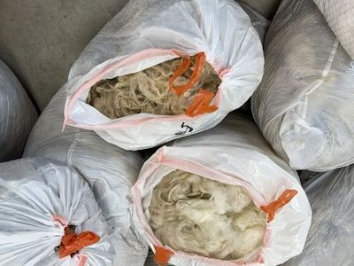 Sheep wool/fleece raw sheering-great for home spinners! White, beautiful curls.