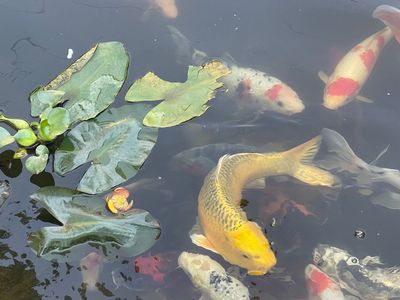 15''-24'' Premium-grade Japanese Koi Fish for sale