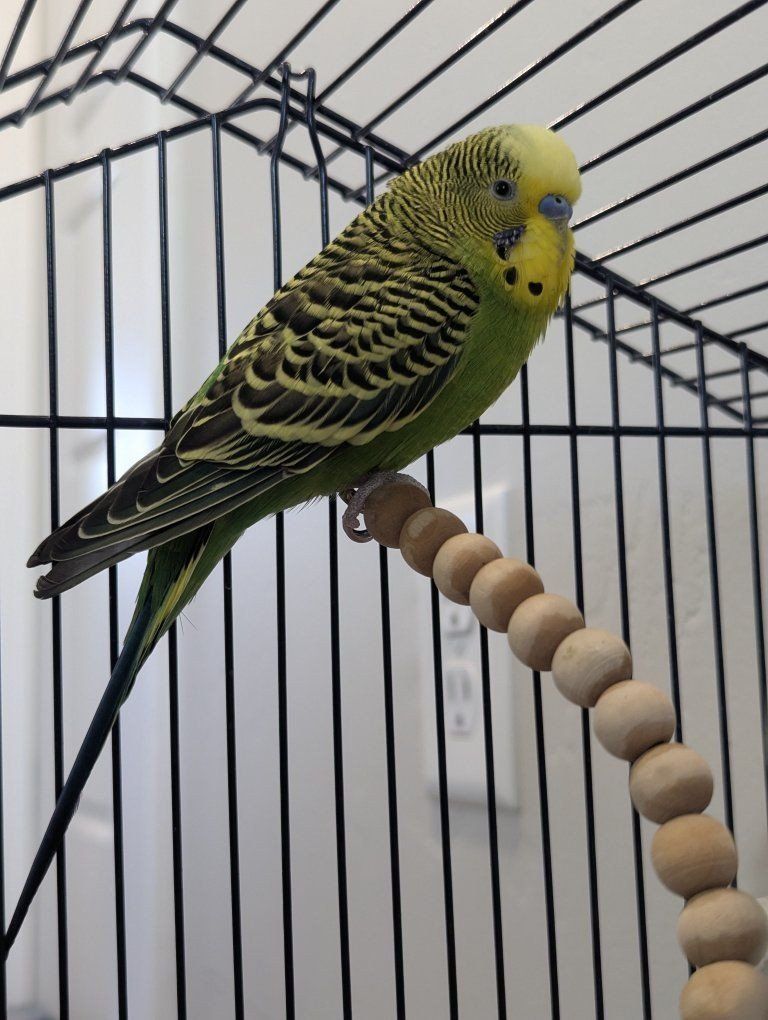 Pair of Parakeets (Budgies) with Bird Cage, Perches, and Accessories