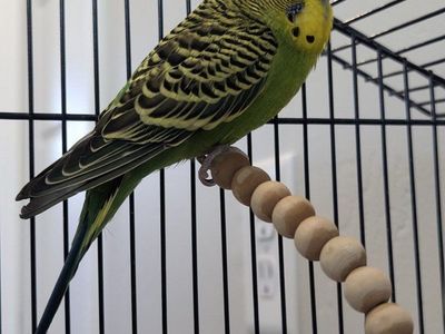 Pair of Parakeets (Budgies) with Bird Cage, Perches, and Accessories