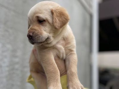 Beautiful AKC Purebred Labrador Puppies READY June 17