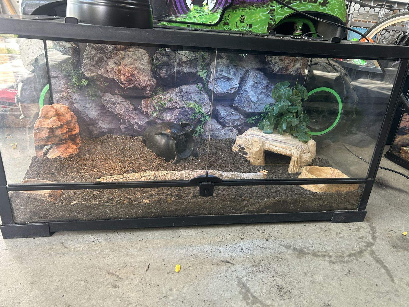Leopard gecko w set up 