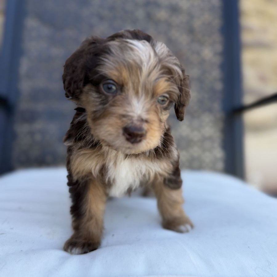 Mini Aussiedoodles