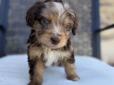 Mini Aussiedoodles